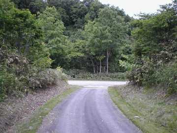 美利河種別林道