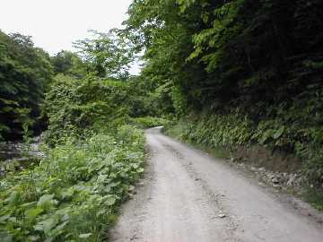美利河種別林道