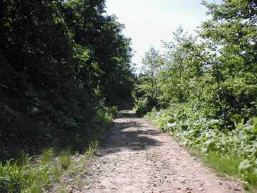 新中野林道
