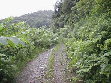 坪野虎谷林道