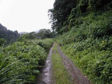 坪野虎谷林道