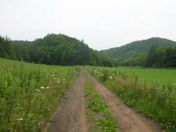 計露岳林道