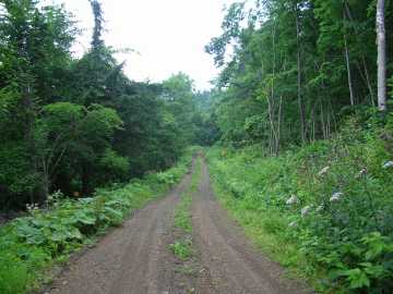計露岳林道