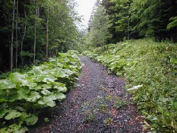 中山林道