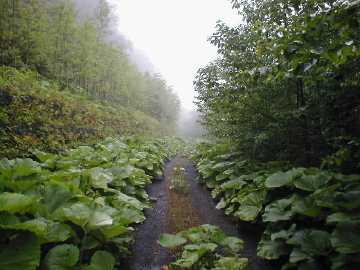 中山林道