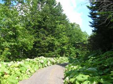 中山林道