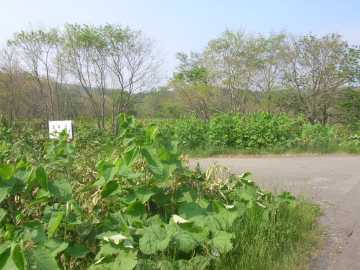 成井沢林道