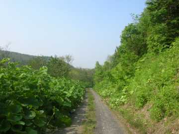 成井沢林道