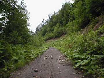 ニイタップ林道・山影林道