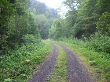 温根林道