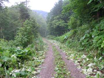 温根林道