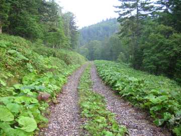 温根林道