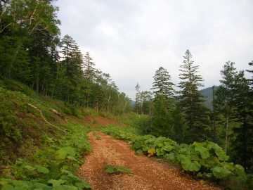 温根林道