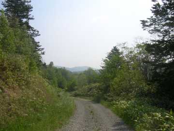 三線沼林道