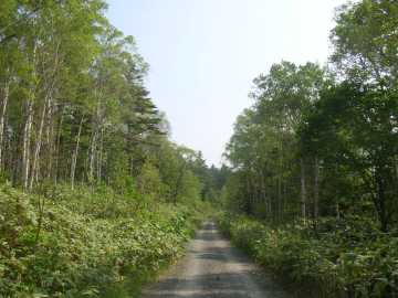 三線沼林道