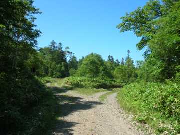 斜里岳林道