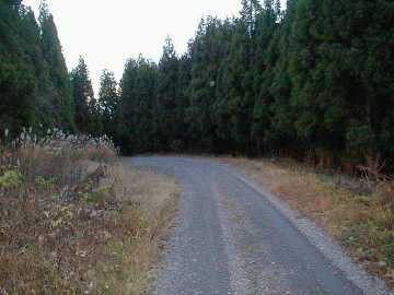 唐露林道