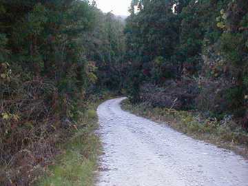 子安川林道