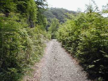 南谷城ヶ森林道