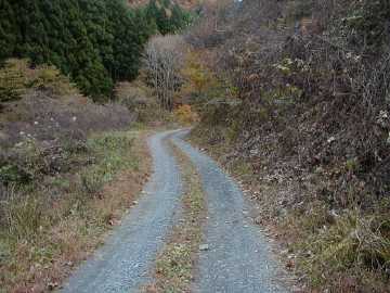 大柴沢林道