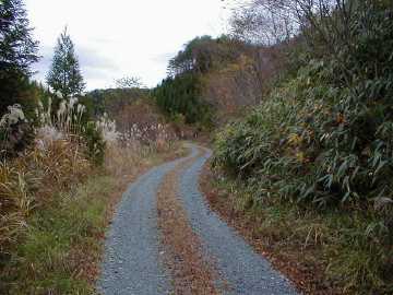 大柴沢林道