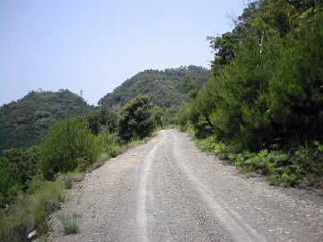ムジ屋敷林道