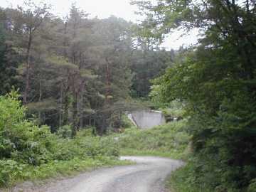 東沢林道