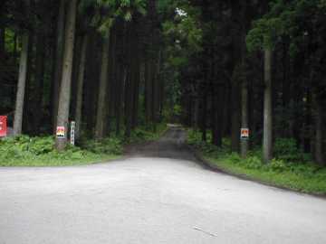 東沢林道