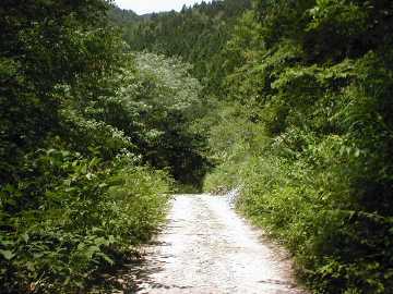 鳩打林道
