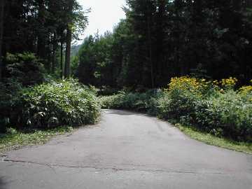 鳩打林道