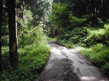 金倉林道