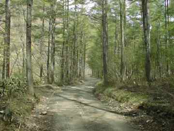 鱒沢林道・安ヶ森林道