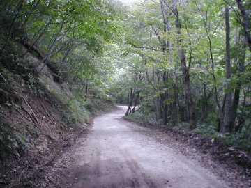 鱒沢林道・安ヶ森林道