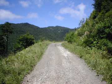 三河小田川林道