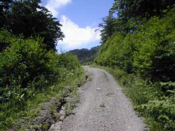 三河小田川林道