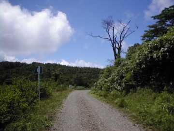 三河小田川林道