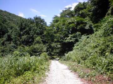 三河小田川林道