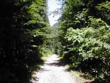 三河小田川林道