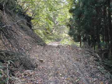向山林道