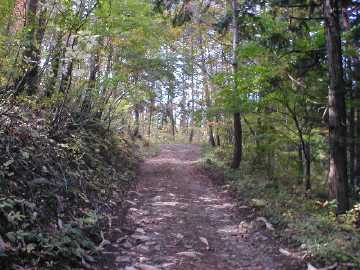 向山林道