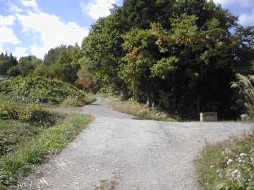 向山林道