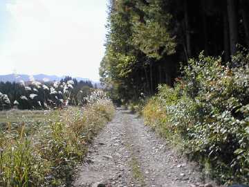 向山林道