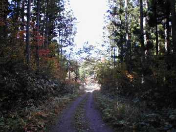 向山林道