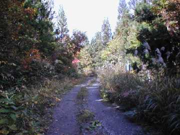 向山林道