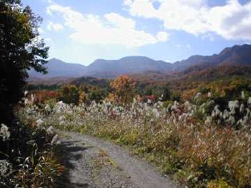 向山林道