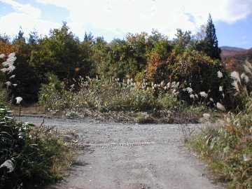 向山林道