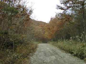 七ヶ岳林道