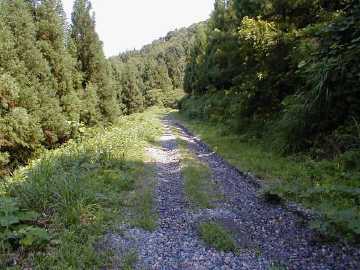 西向林道