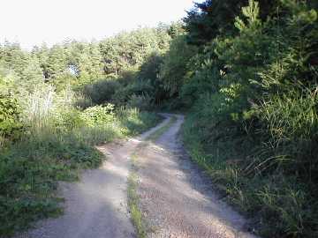 西山林道