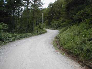 千代田湖枯木林道